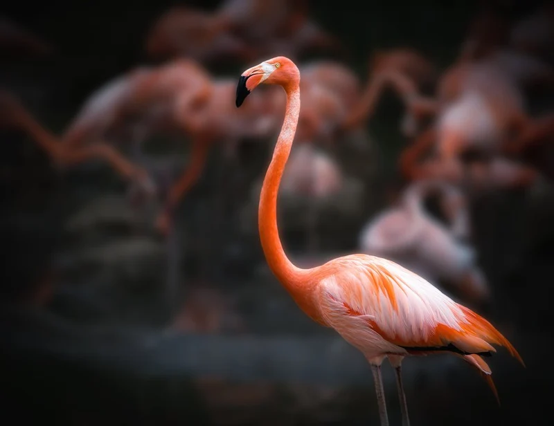 Vibrant Flamingo Portrait
