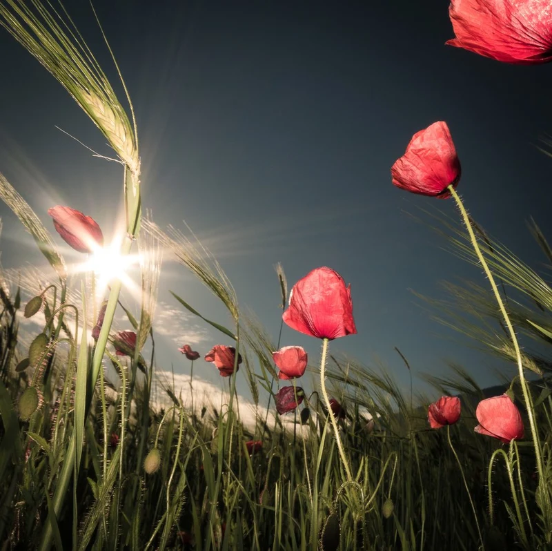 Sunlit Poppy Field