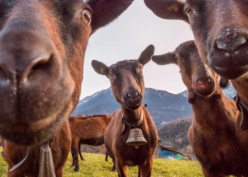 Curious Goats Close Up