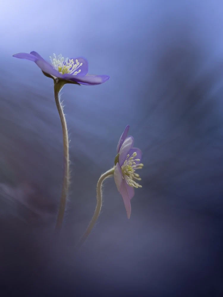 Soft Purple Flowers