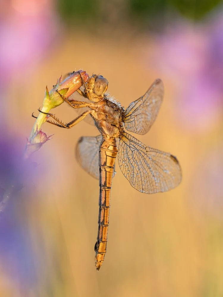 Golden Dragonfly Perched