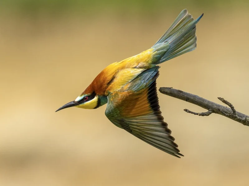 Colorful Bee-Eater Flight