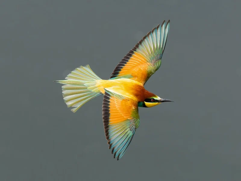 Vibrant Bee-eater Flight