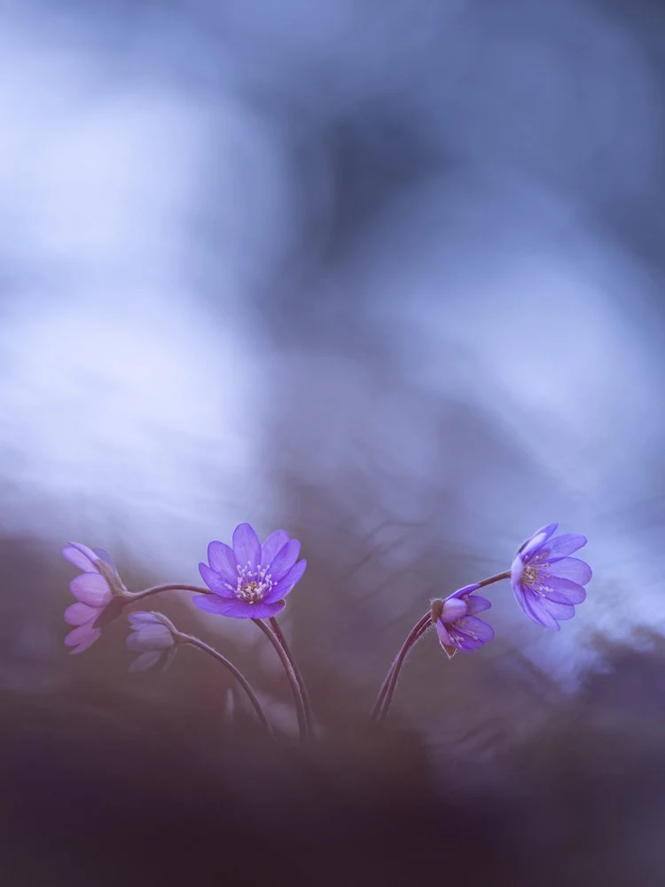 Dreamy Purple Flowers