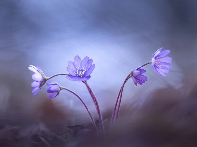 Delicate Purple Spring Flowers