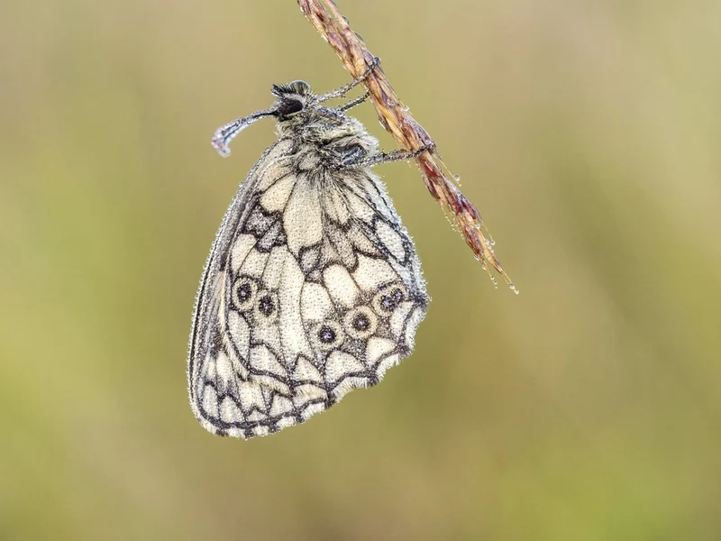 Delicate Morning Butterfly