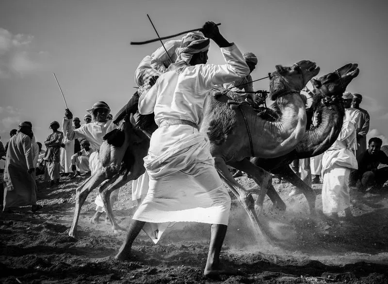 Traditional Camel Clash
