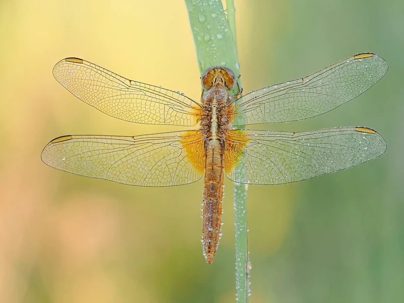 Dewy Morning Dragonfly