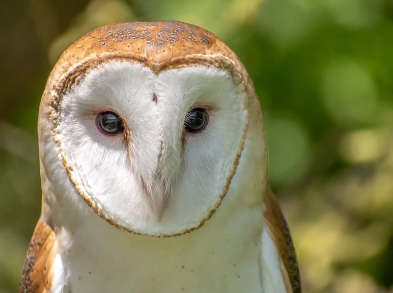 Wise Barn Owl Gaze