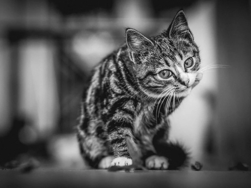 Curious Tabby Kitten