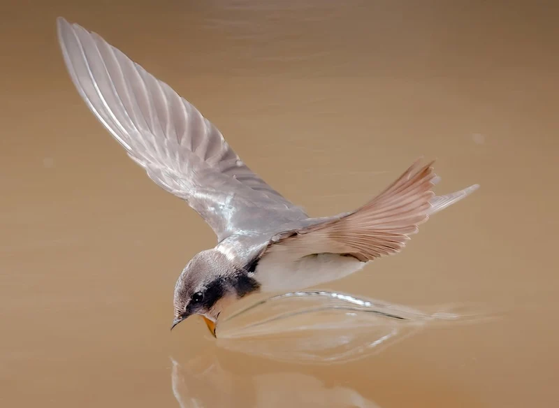 Swallow Drinking Water