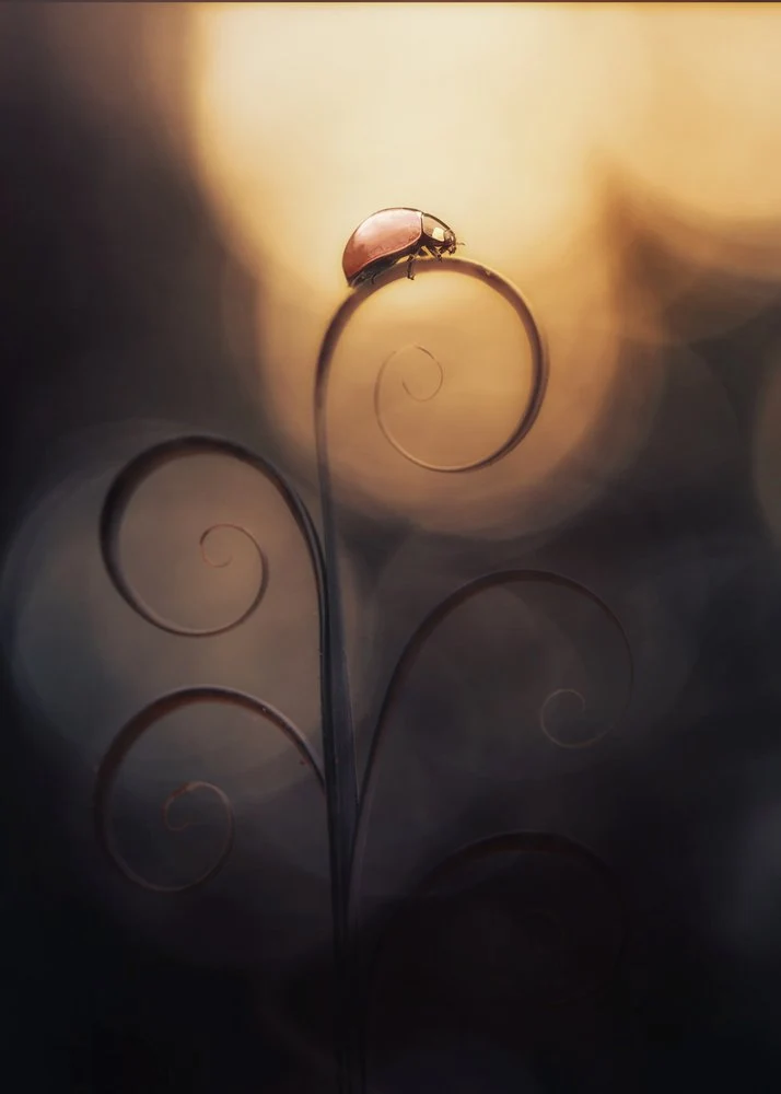 Golden Hour Ladybug
