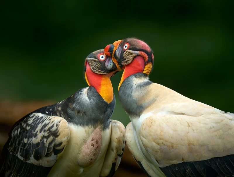 Vibrant Vulture Pair