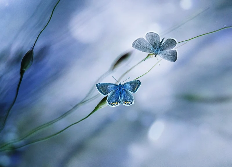 Delicate Blue Butterflies