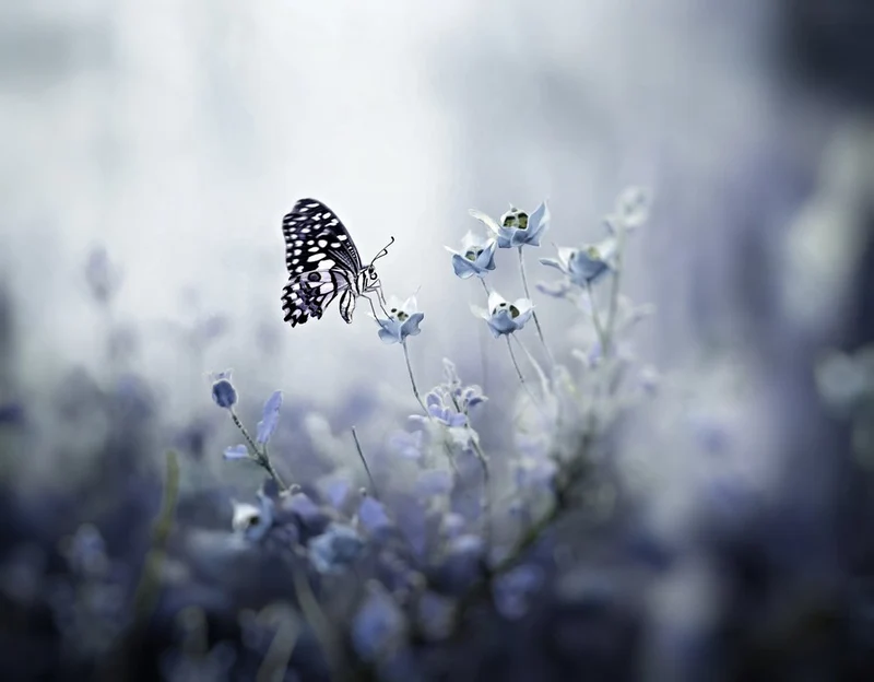 Flying Butterfly Moment