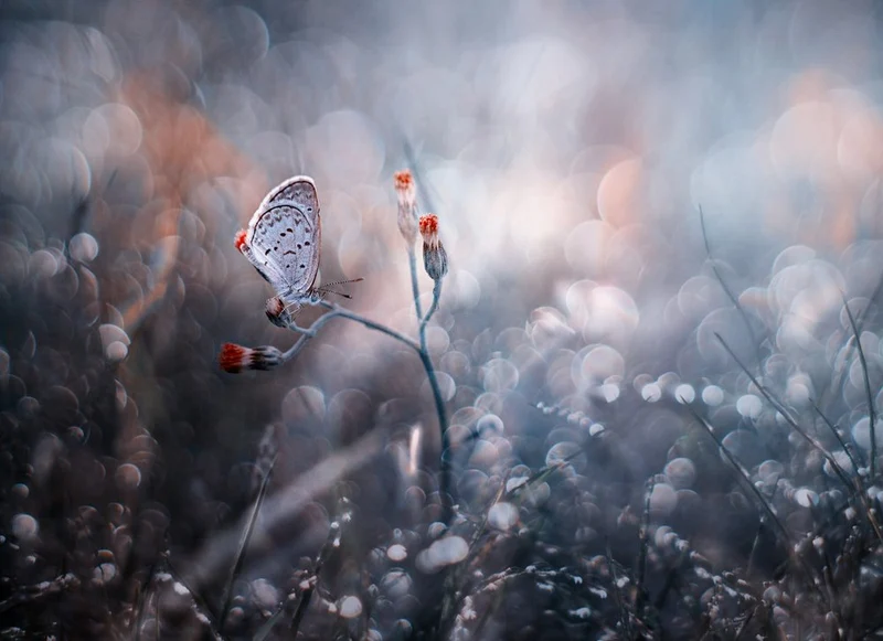 Dreamy Butterfly Bokeh