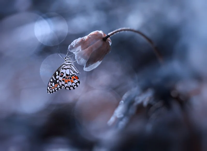 Delicate Winter Butterfly