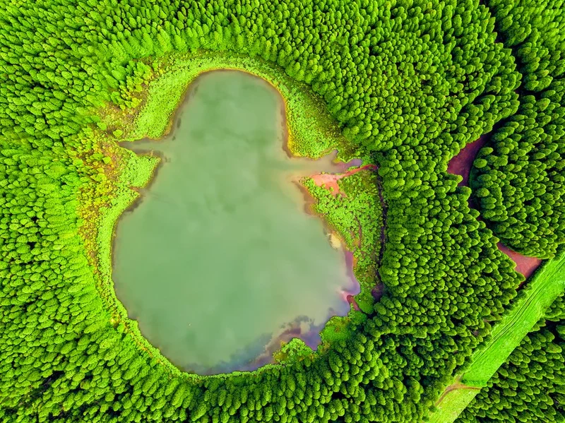 Forest Heart Lake
