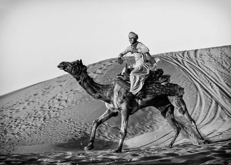 Camel Rider In Motion