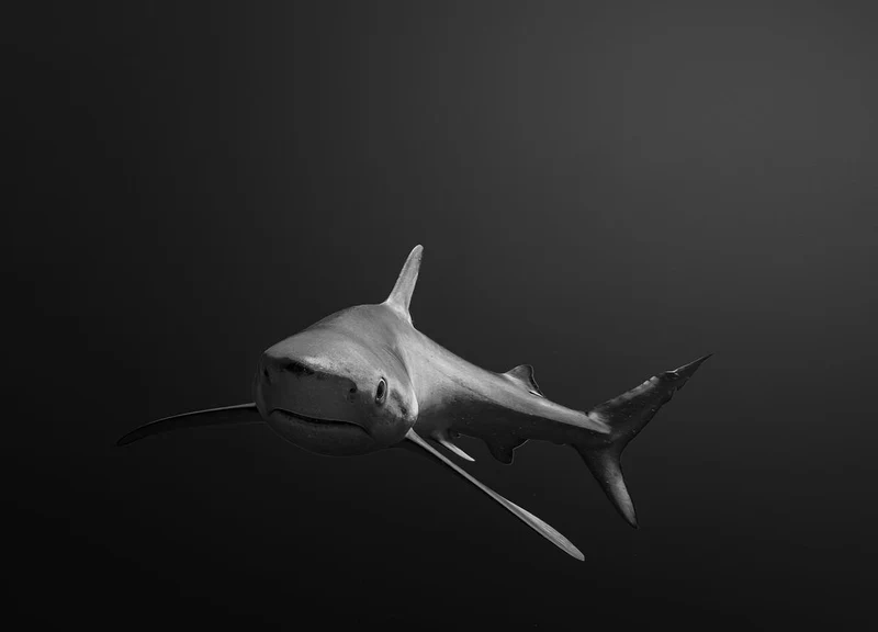 Deep Ocean Hunter