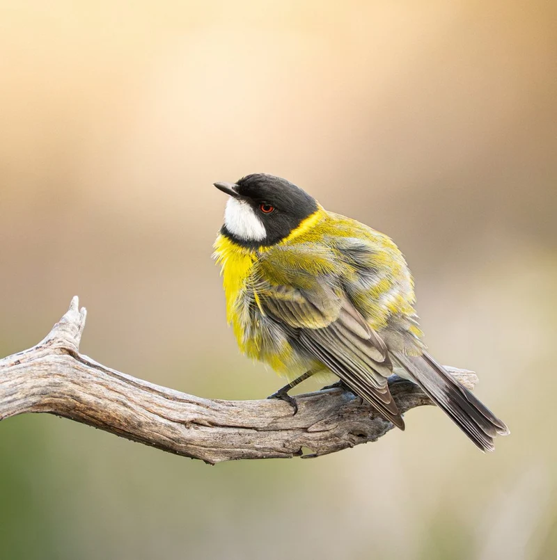 Colorful Bird on Branch
