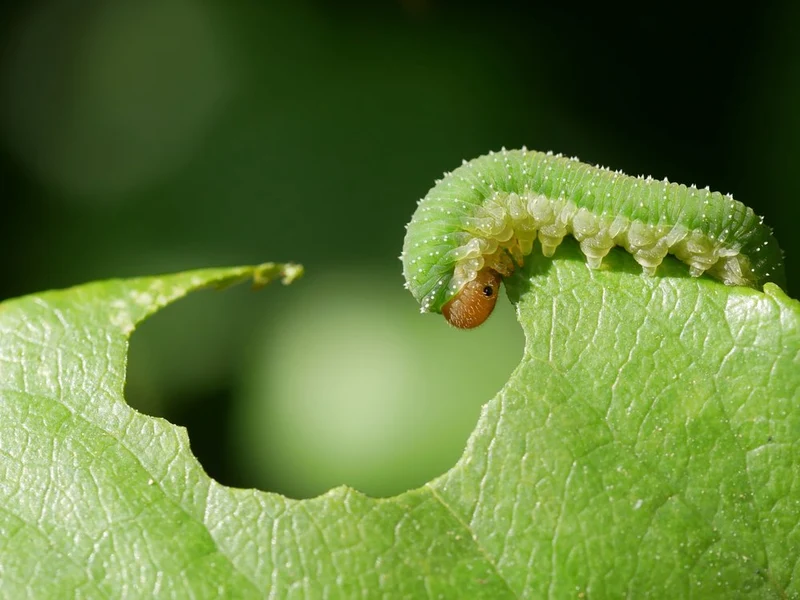 Hungry Green Caterpillar