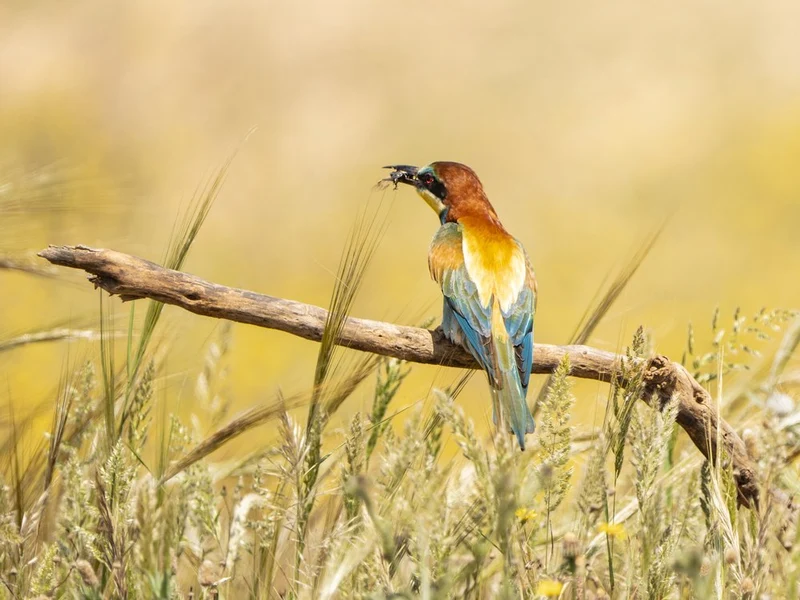 Vibrant Bee-eater Golden Field