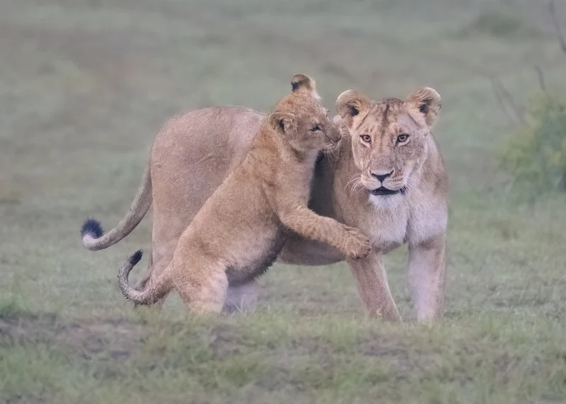 Lioness and Cub Play