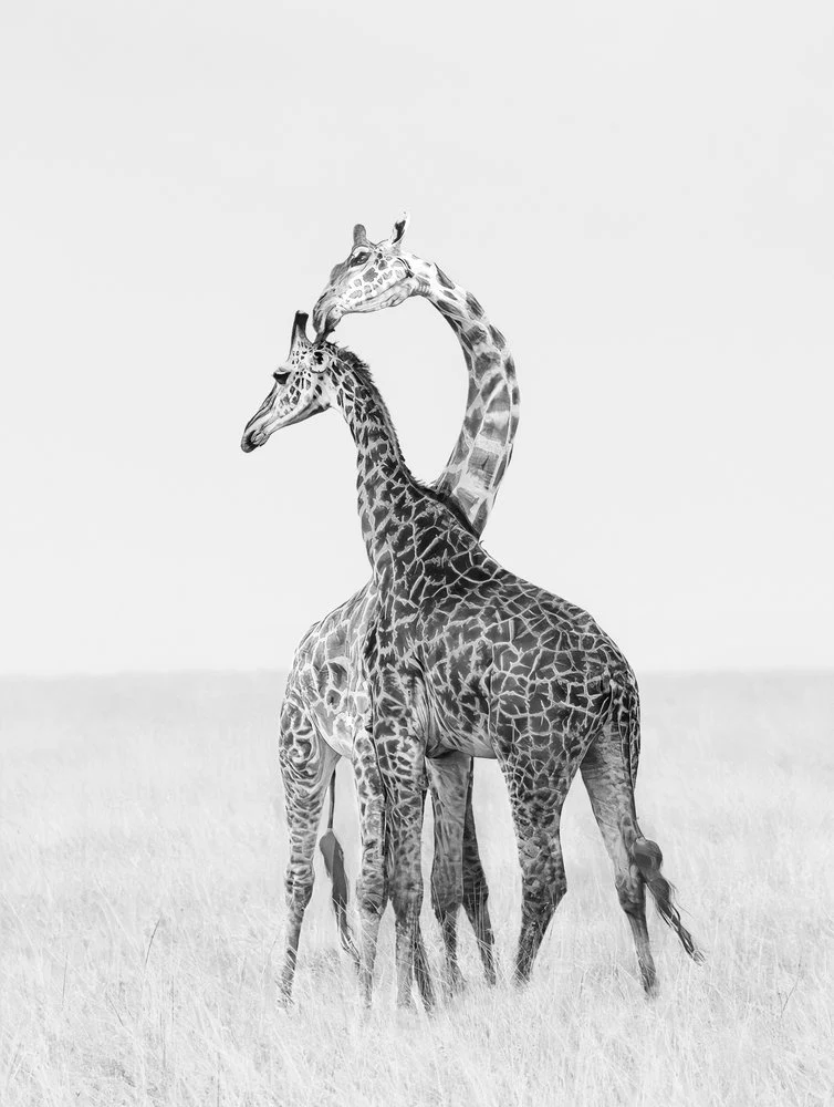 Graceful Giraffe Embrace
