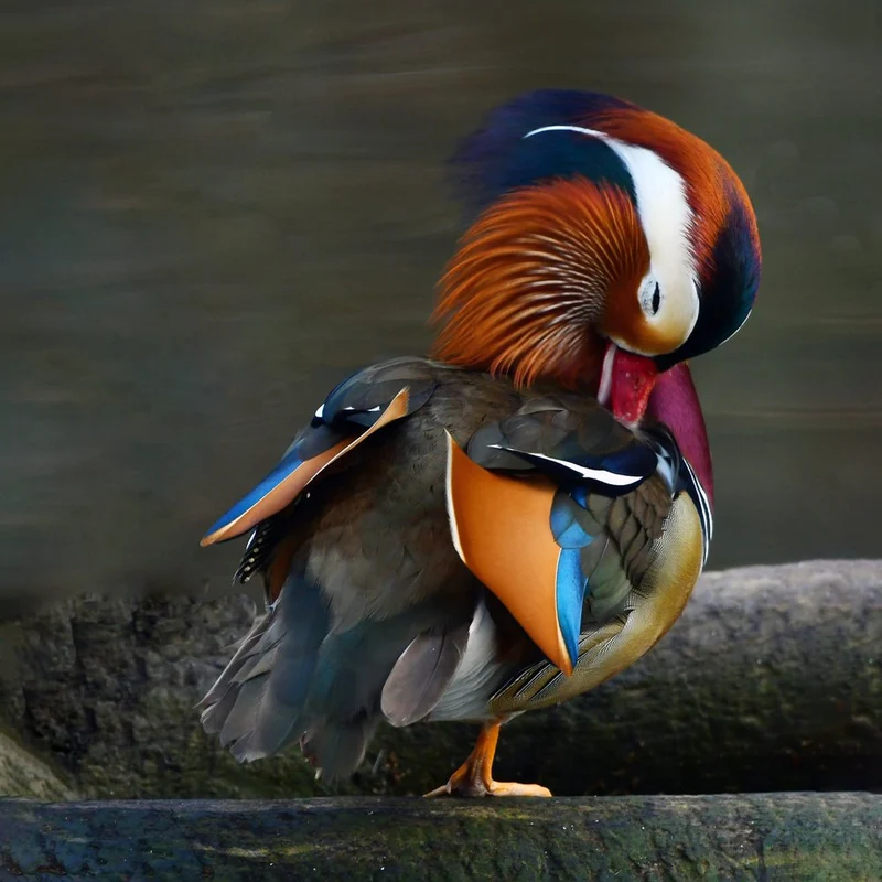 Vibrant Mandarin Duck