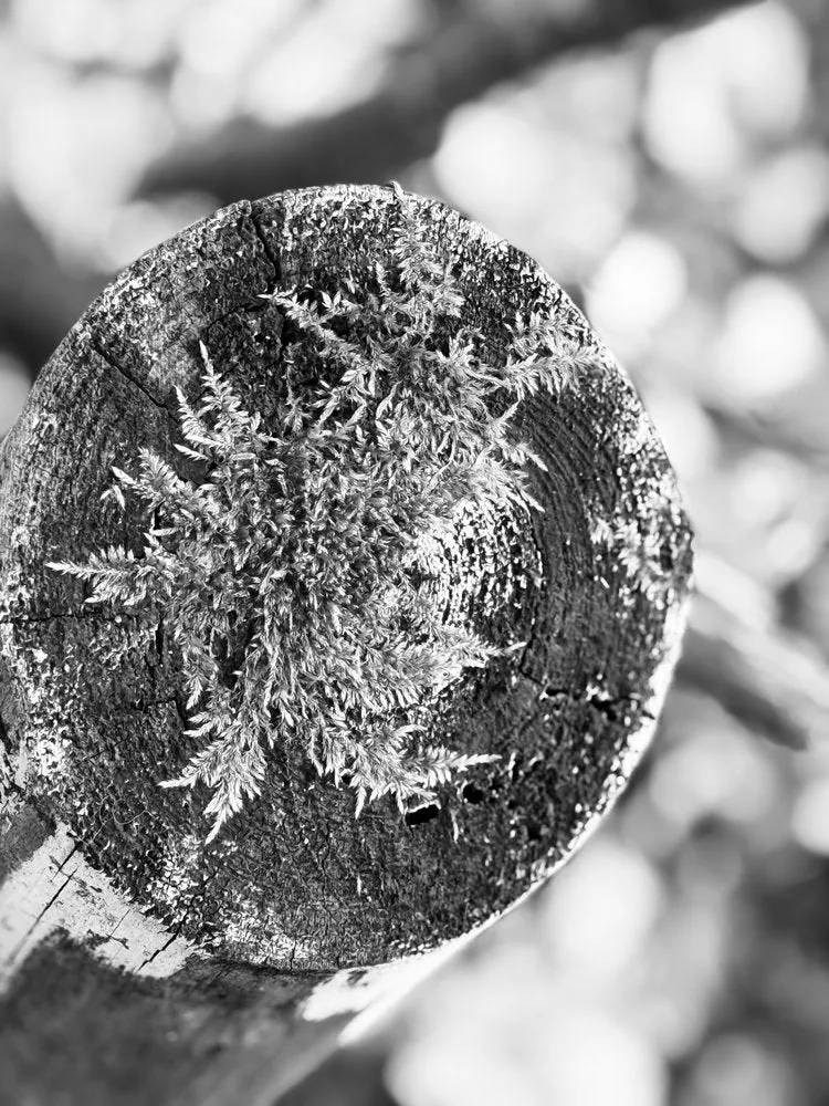 Mossy Wood Texture