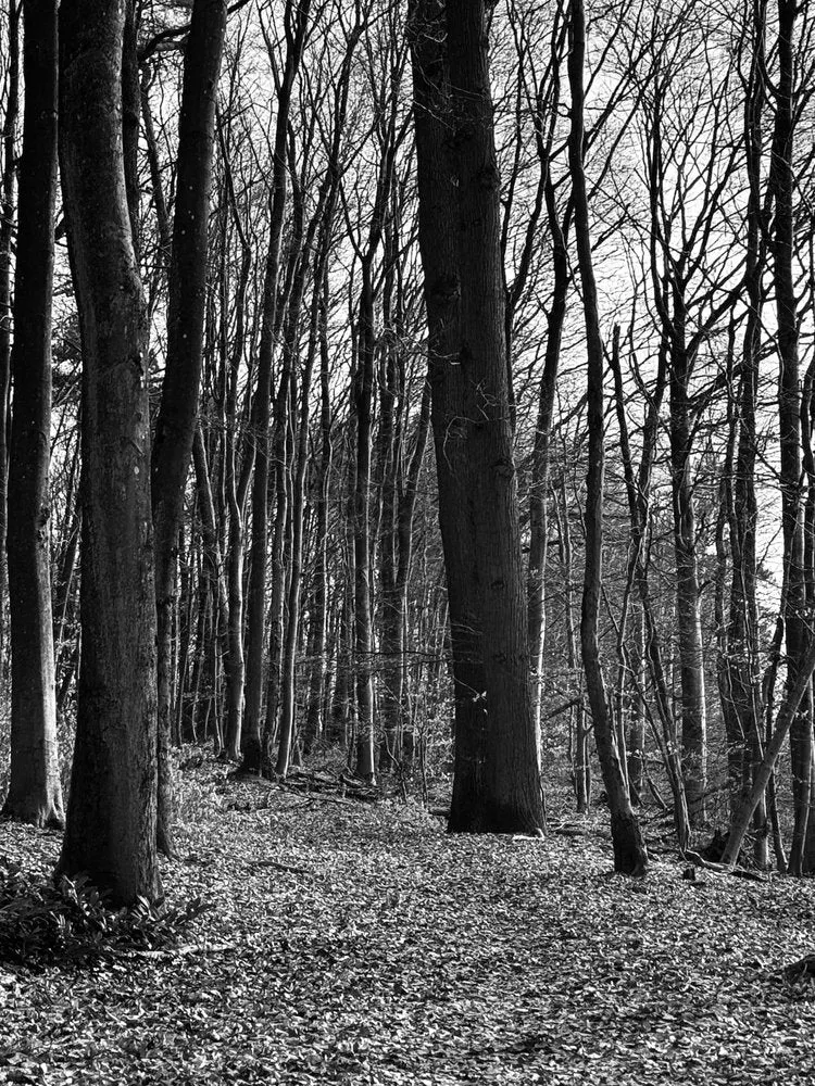 Bare Trees Woodland Path