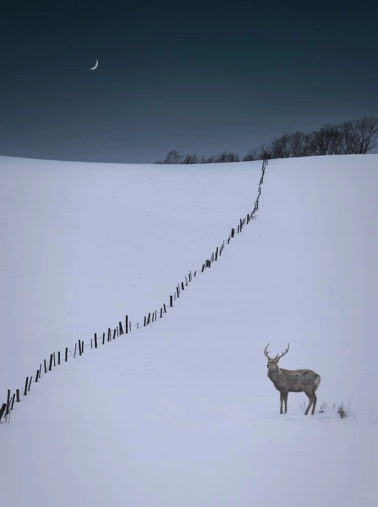 Lone Buck Winter Night