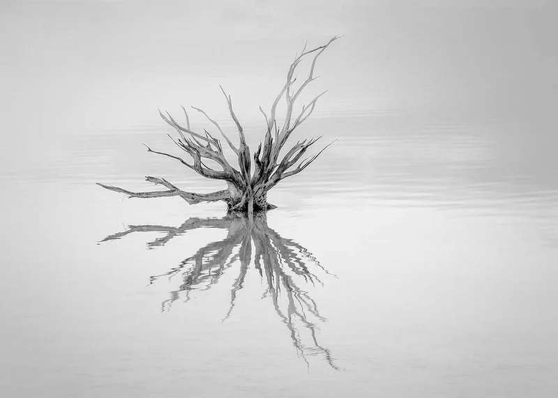 Tranquil Tree Reflection