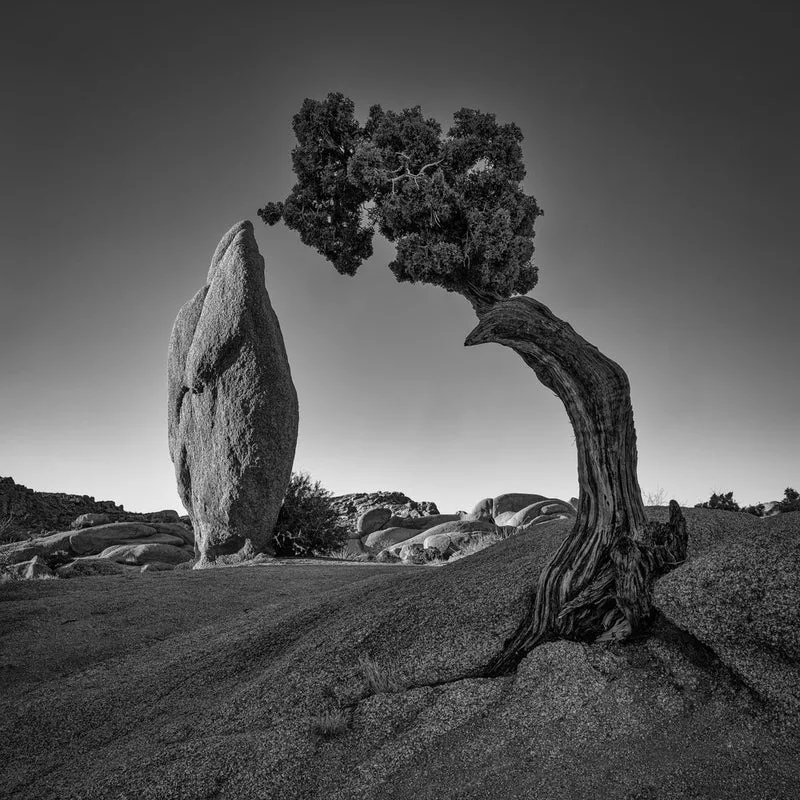 Ancient Desert Duo