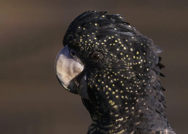Spotted Black Cockatoo
