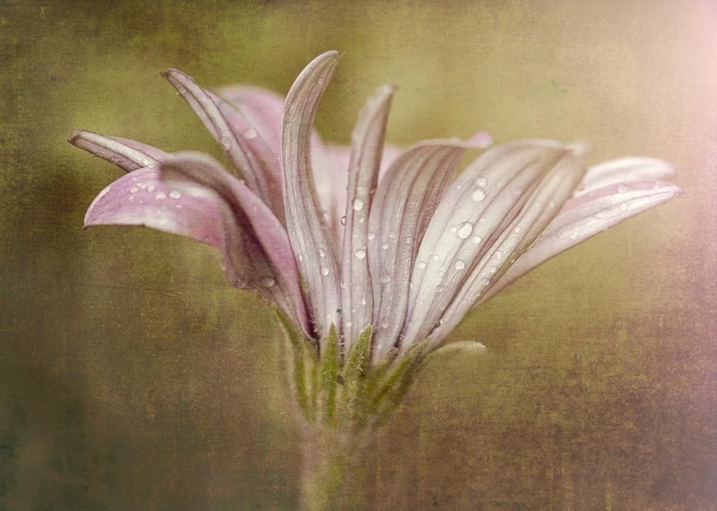 Delicate Dewdrop Bloom