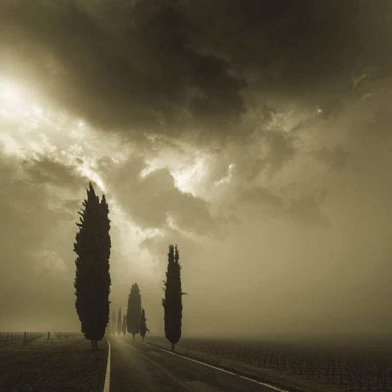 Misty Cypress Road