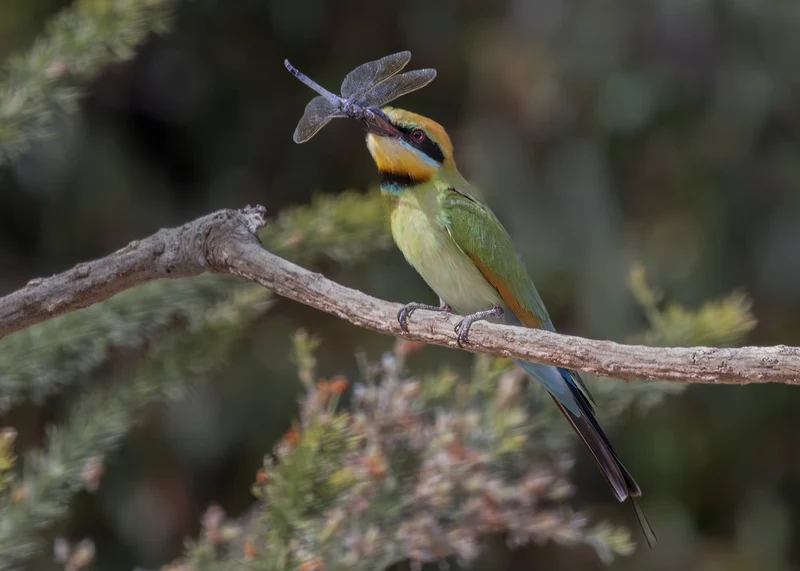Rainbow Bee-eater Dragonfly
