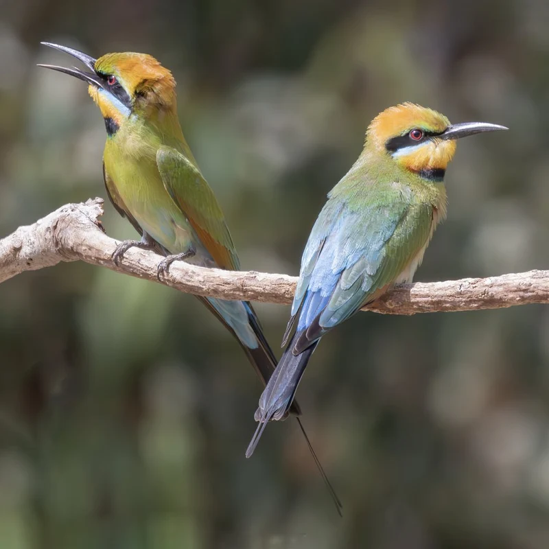 Colorful Bee-eater Pair