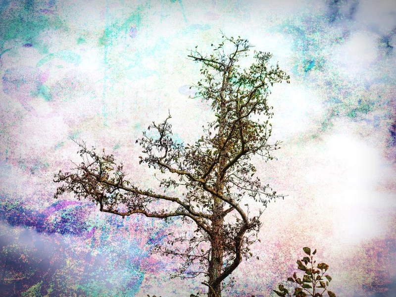 Colorful Tree Dream