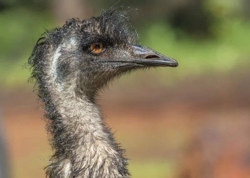 Wild Emu Gaze