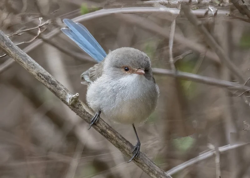 Fairy Wren Perched