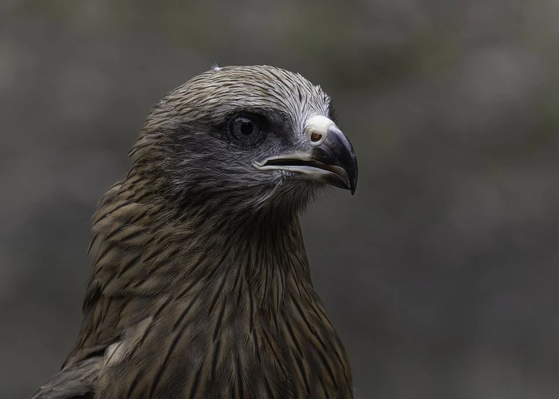 Keen Eyed Raptor