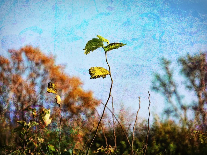 Vibrant Autumn Sprout
