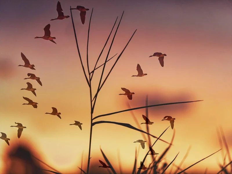 Flying Birds Golden Glow