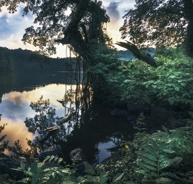 The Lake On The Jungle