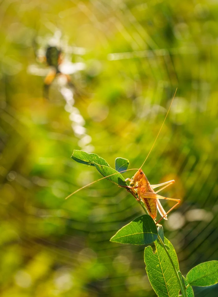 Grasshopper And Spider Web