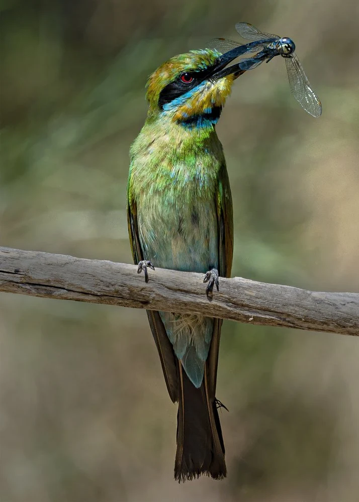 Vibrant Bee-eater Dragonfly