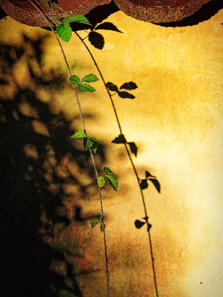 Golden Wall Vine Shadow